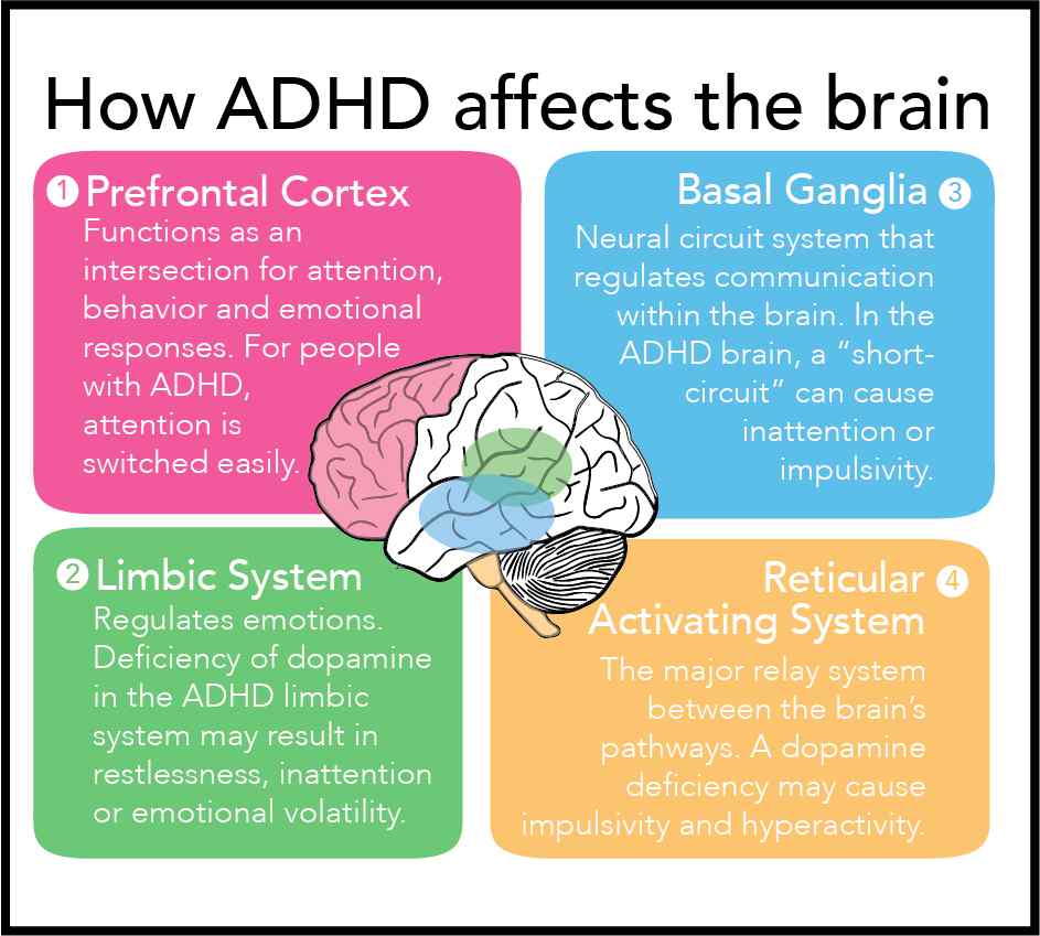 Attention Deficit Hyperactivity Disorder (ADHD) - Literally Ausome